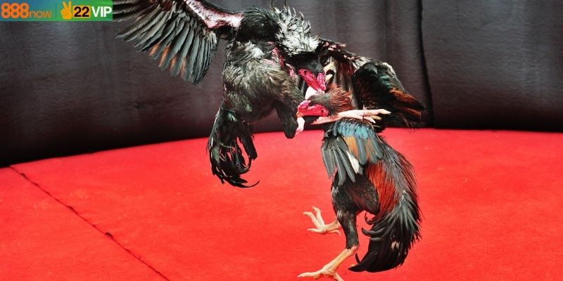 Nắm vững cách xem màu mạng gà đá cựa sắt rất quan trọng